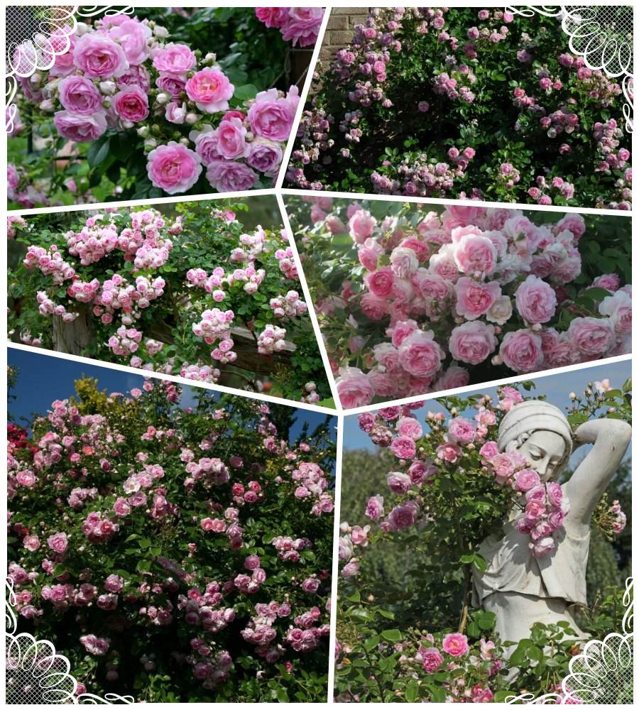 Jasmina róże pnące